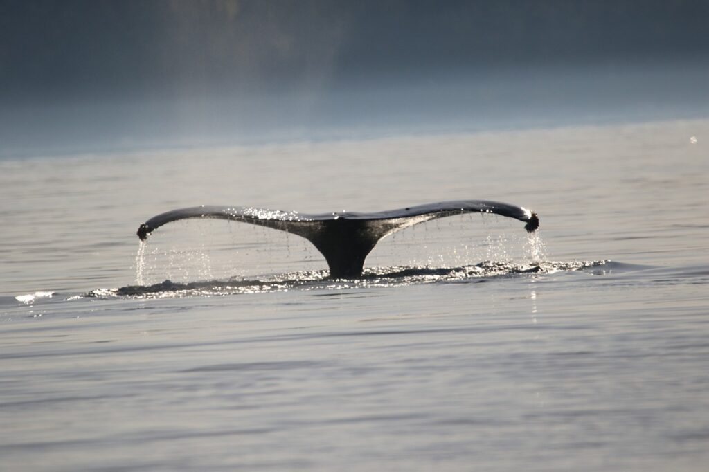 humpback, whale tail, whale.